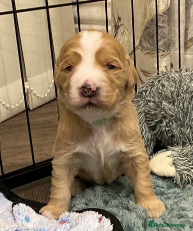 Double Doodle dogs - Advert 1