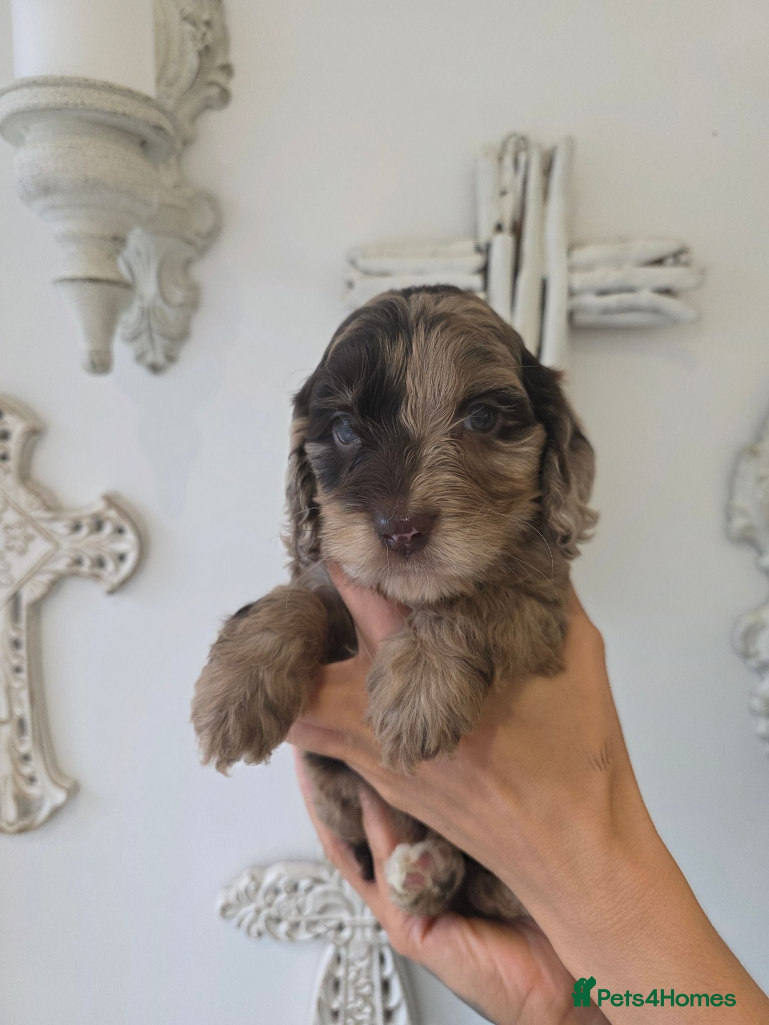 Cockapoo dogs Stunning extensively health tested cockapoos  - Advert 2