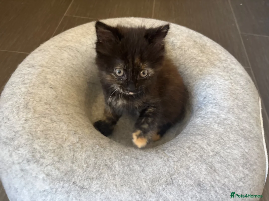 Mixed Breed cats for sale: Two cute kittens  in Shipston-on-Stour - Advert 4