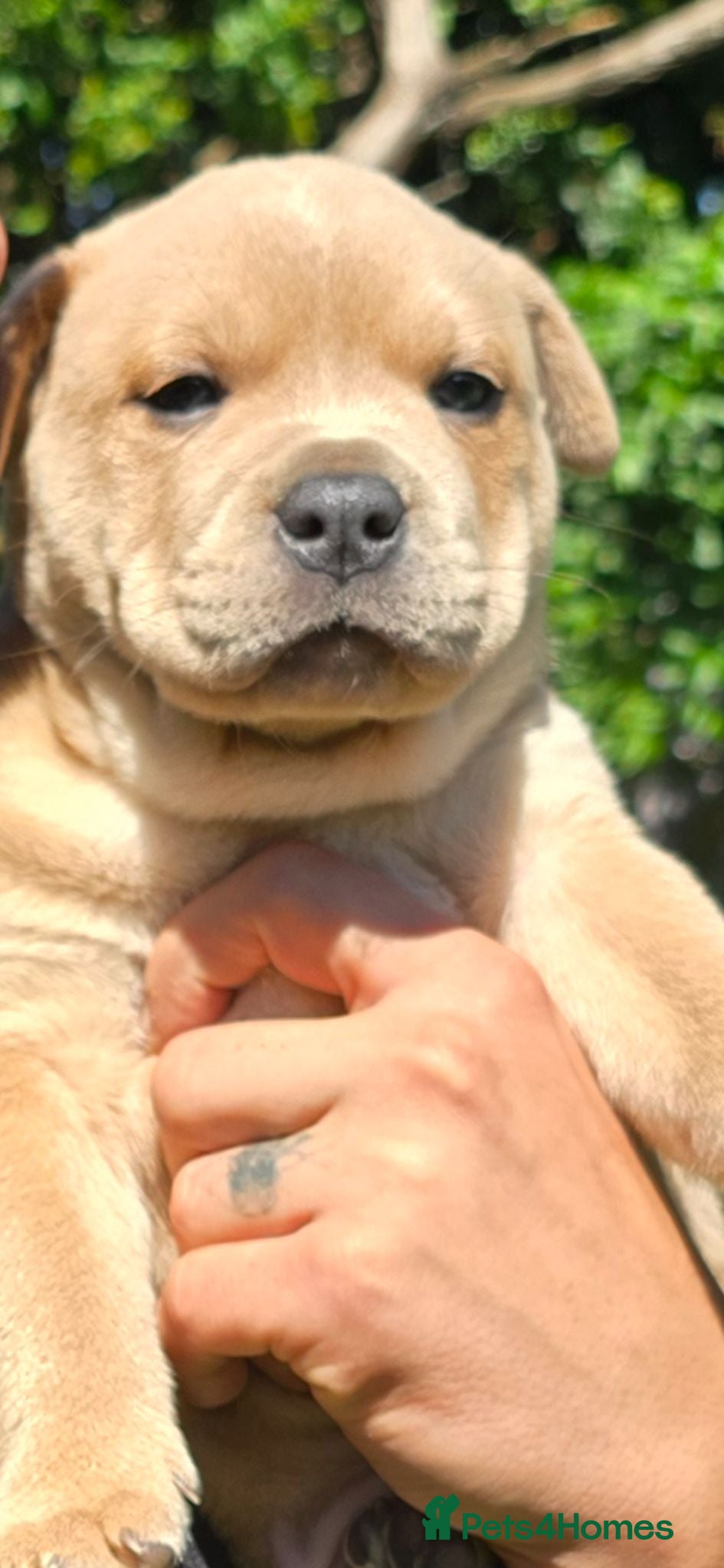 Mixed Breed dogs Chaffy babies - Advert 2