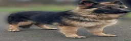 German Shepherd dogs for sale: KC Registered 2 Yr German Shepherd Girl - Advert 1
