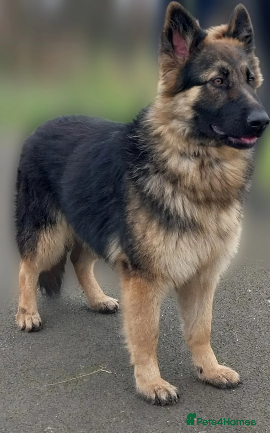 German Shepherd dogs for sale: KC Registered 2 Yr German Shepherd Girl - Advert 1