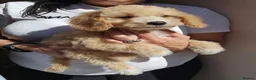 Goldendoodle dogs for sale: Goldendoodle  - Advert 20