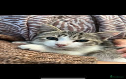 American Shorthair cats for sale: ONLY 2 LEFT Gorgeous Kittens ready to go!  - Image 10