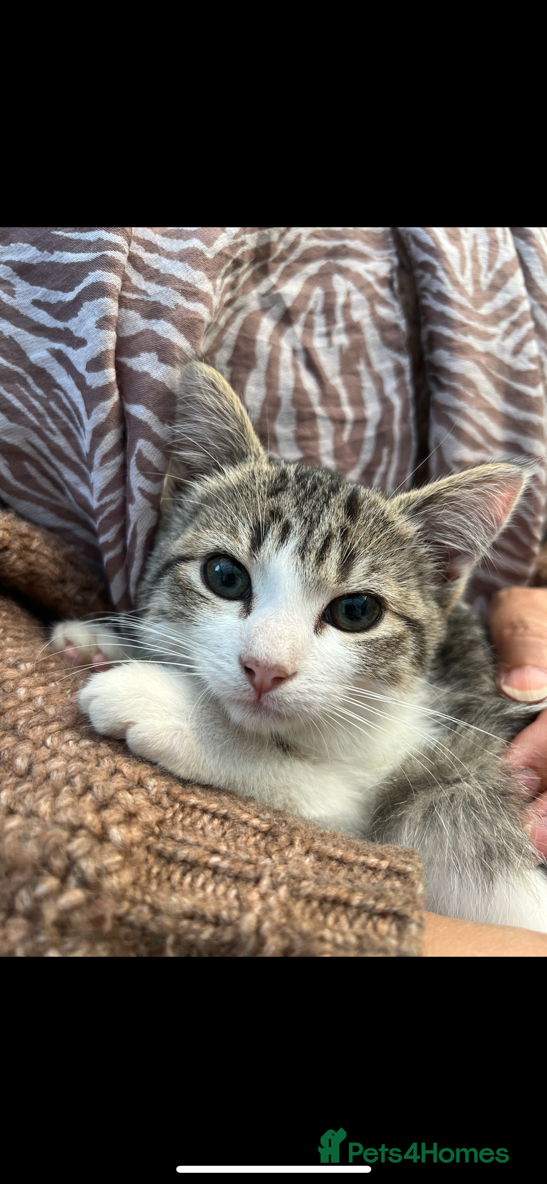 American Shorthair cats for sale: ONLY 2 LEFT Gorgeous Kittens ready to go!  - Image 10