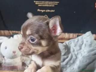 Chihuahua dogs Puppies - Advert 5