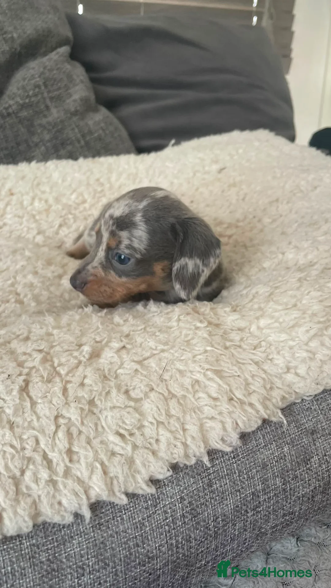 Miniature Dachshund dogs for sale: 5 Miniature Daschund Boys - Advert 29