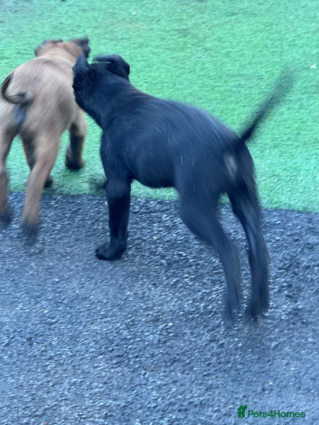 Belgian Shepherd Dog dogs for sale: Belgium Shepherd - Advert 4