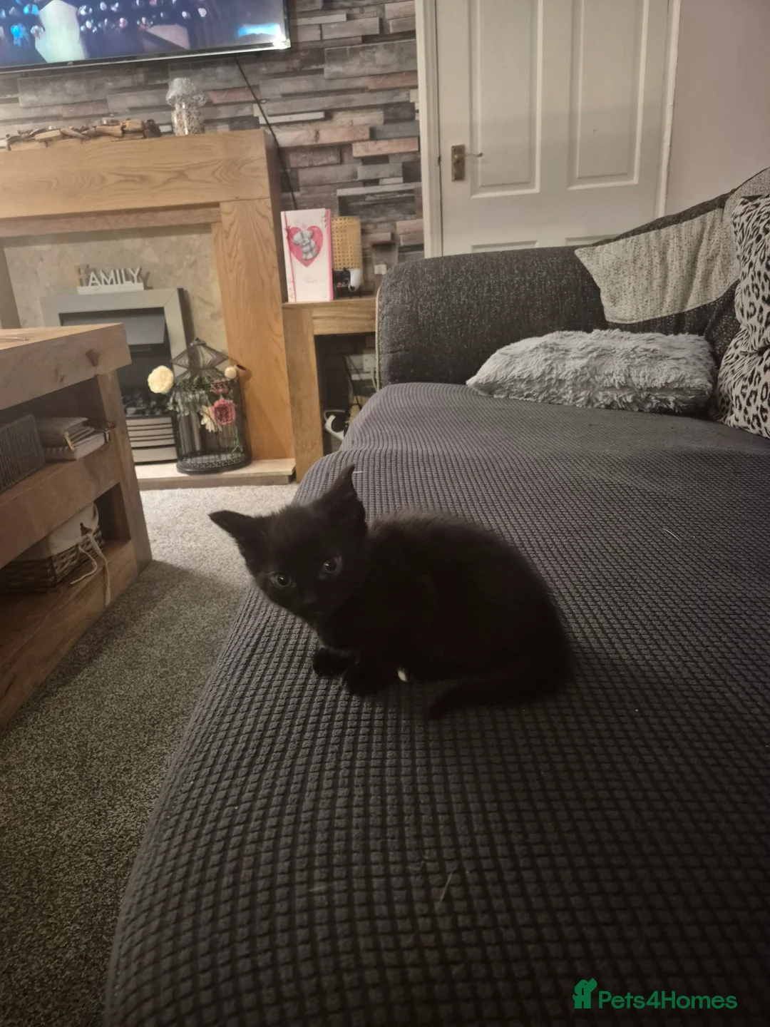 Mixed Breed cats for sale: 3 kittens  - Advert 4