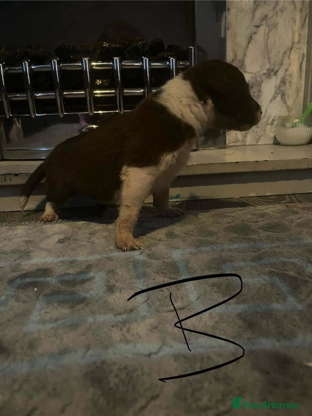 Border Collie dogs for sale: Border collie puppies - Image 19