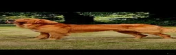 Golden Retriever dogs for sale: Golden retriever puppies for sale - Advert 14