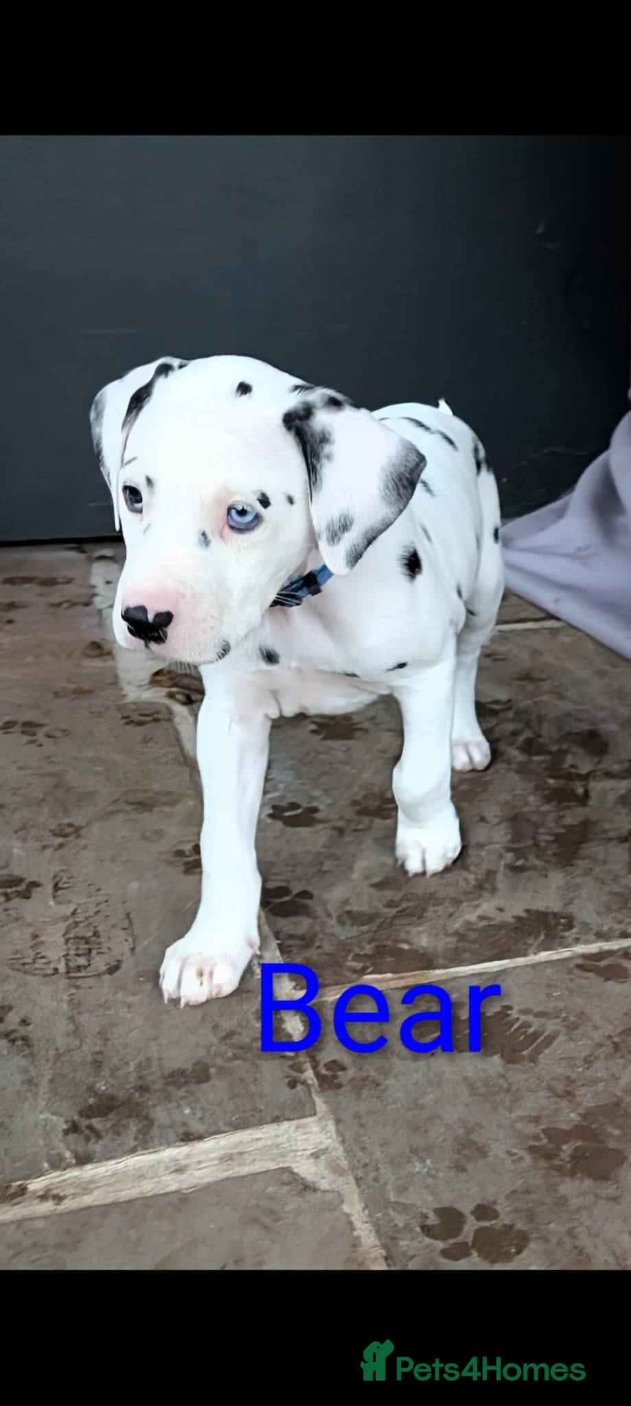 Dalmatian dogs Dalmatian puppies KC registered last 2 remaining - Advert 2