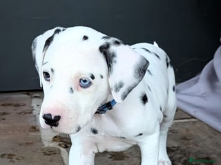 Dalmatian dogs Dalmatian puppies KC registered last 2 remaining - Advert 2