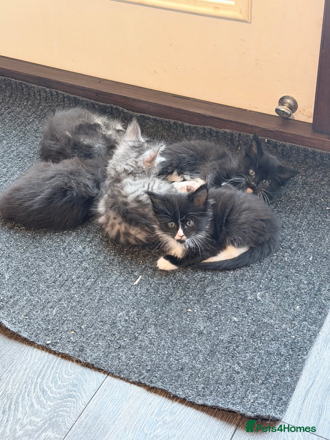 Maine Coon cats for sale: TICA reg adorable Maine Coon baby kittens  - Advert 10