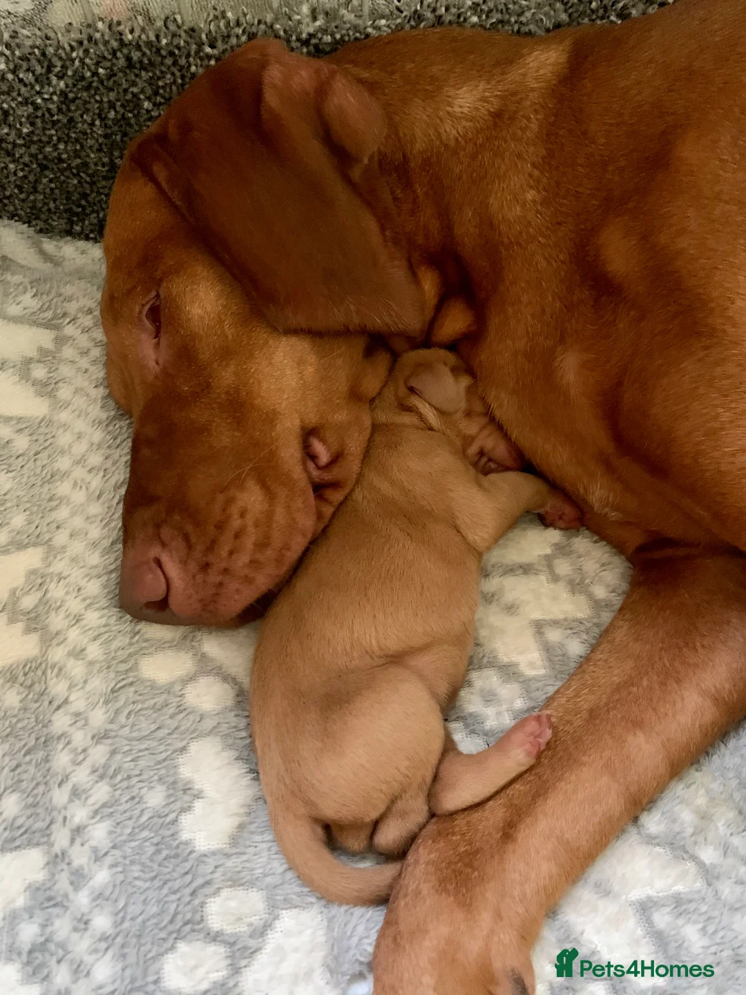 Hungarian Vizsla dogs for sale: Stunning litter of KC Hungarian Vizslas  - Advert 3