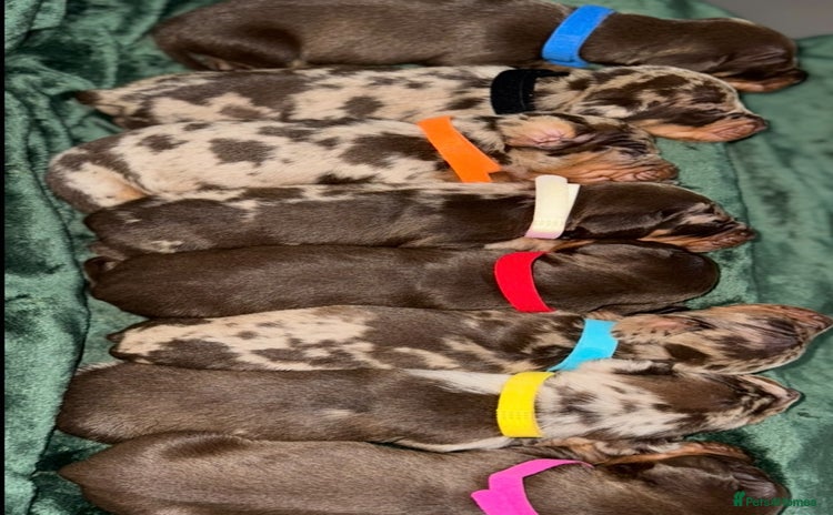 Miniature Dachshund dogs - Advert 1