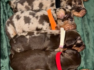 Miniature Dachshund dogs - Advert 22