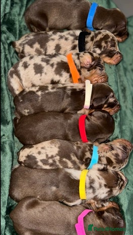Miniature Dachshund dogs - Advert 1