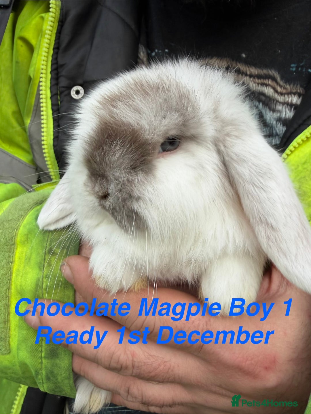 Mini Lop rabbits for sale: Baby & Adult Mini Lops Read Description  - Advert 12
