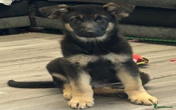 German Shepherd dogs for sale: German shepherd  - Image 2