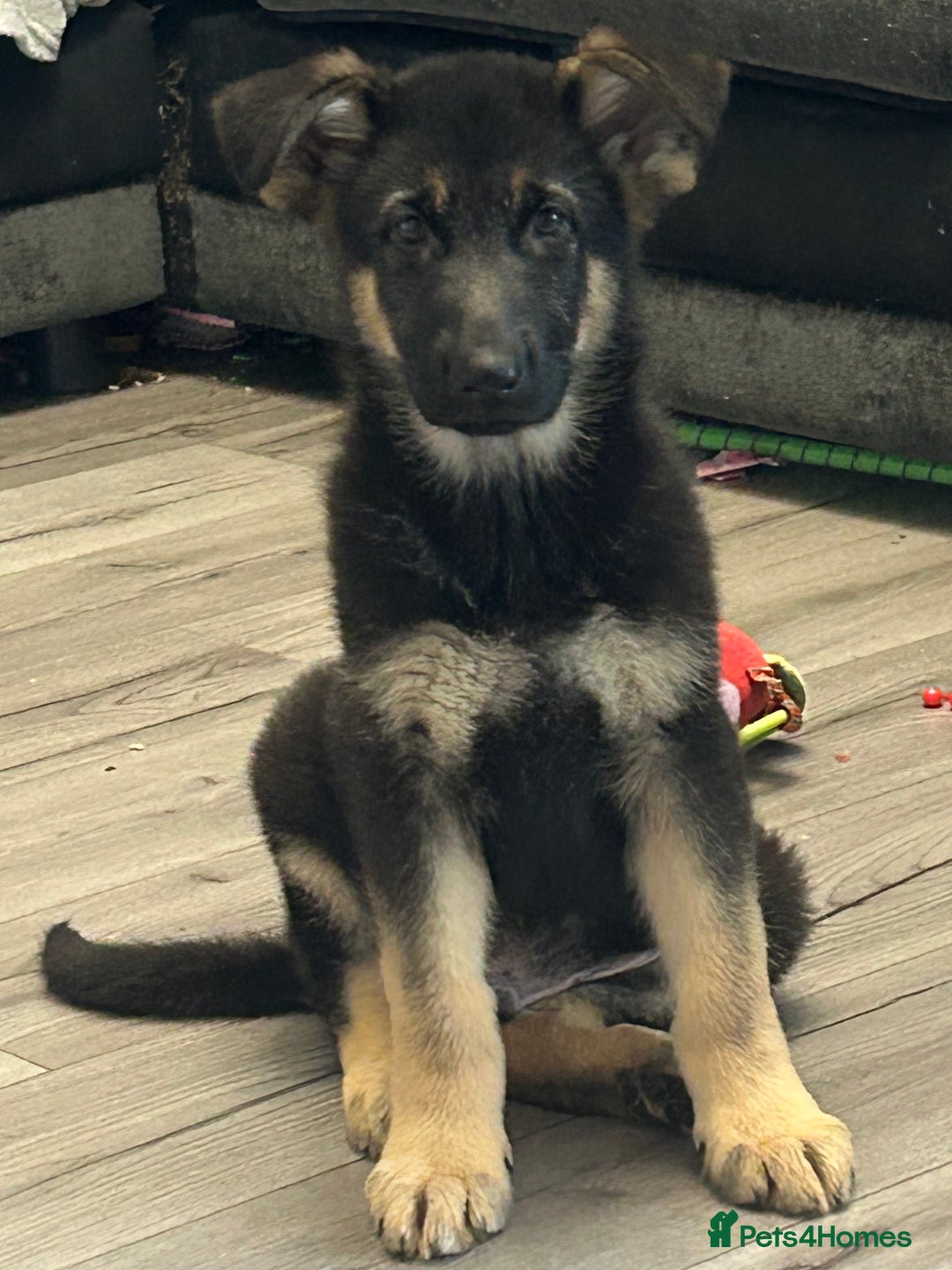 German Shepherd dogs for sale: German shepherd  - Image 2