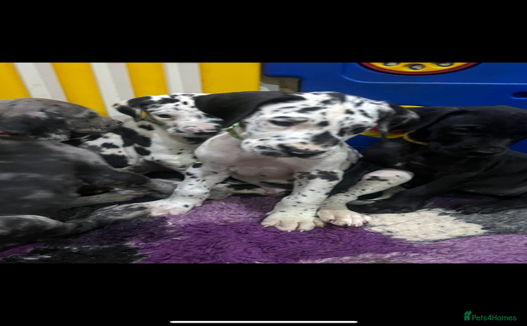 Great Dane dogs - Advert 1