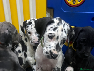 Great Dane dogs - Advert 21