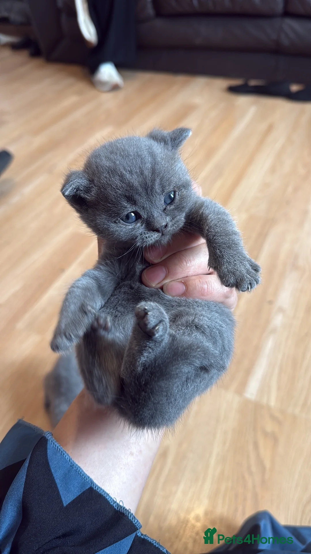 British Shorthair cats for sale: British shorthair kittens  - Advert 2