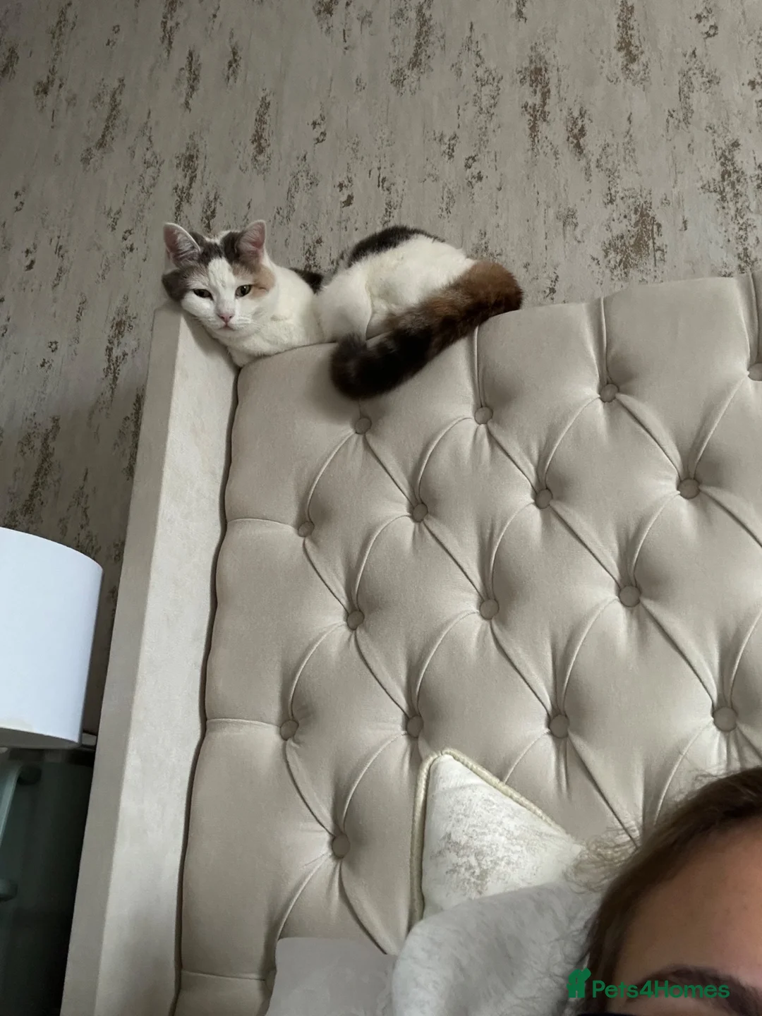 Mixed Breed cats for sale: Affectionate 5 year old female cat in Liverpool - Advert 1