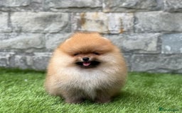 Pomeranian dogs for sale: Luxurious Tiny Pomeranian - 900g/11 weeks old - Image 22