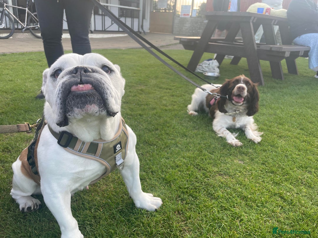 English Bulldog dogs for sale: English Bulldog Looking For New Home  - Advert 9