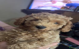 Toy Poodle dogs for sale: Toy poodles for sale READY TO LEAVE NOW  - Image 6