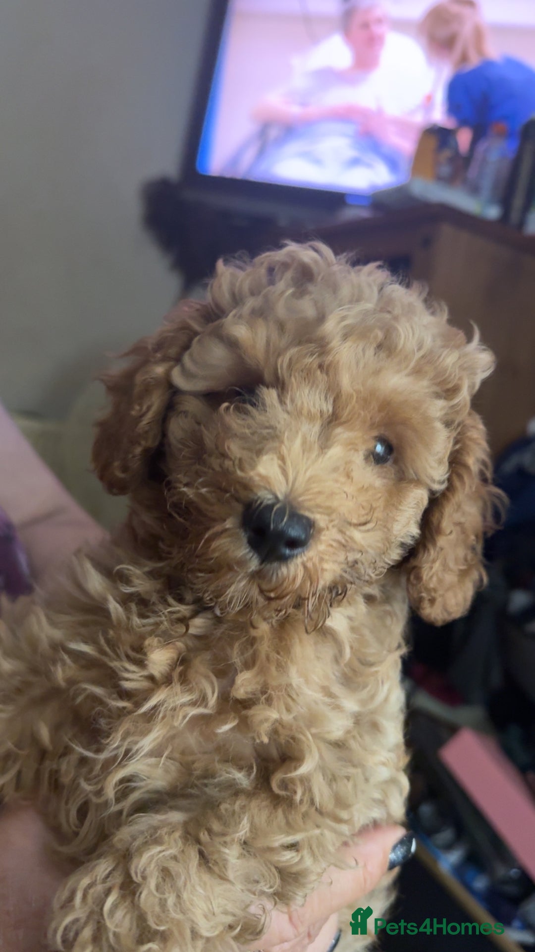 Toy Poodle dogs for sale: Toy poodles for sale READY TO LEAVE NOW  - Image 6