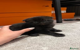 Scottish Fold cats for sale: Black fold for sale London - Image 3