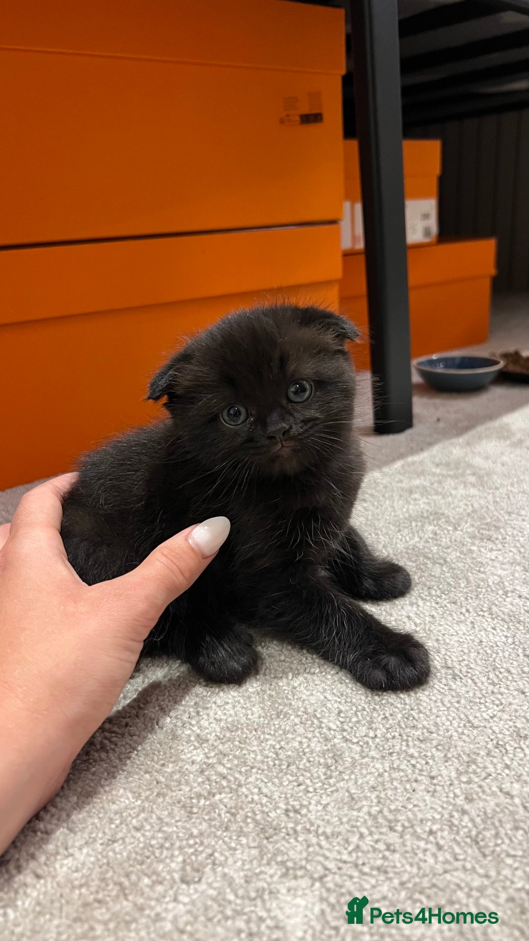 Scottish Fold cats for sale: Black fold for sale London - Image 3