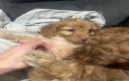 Cockapoo dogs for sale: All female fluffy Cockapoo puppies - Advert 10