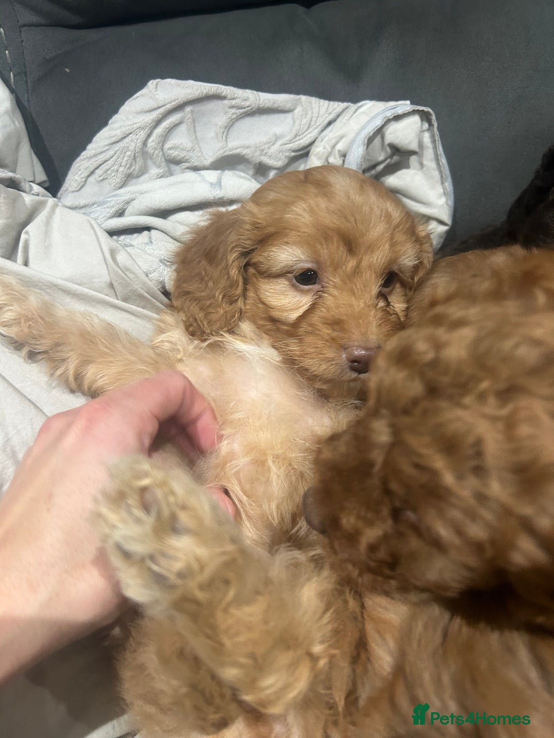 Cockapoo dogs for sale: All female fluffy Cockapoo puppies - Advert 10