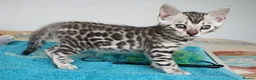 Bengal cats for sale: Superb Quality Bengal Kittens - Advert 17