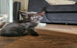 Mixed Breed cats for sale: 🐾 6 Adorable Kittens Looking for Loving Homes!  - Image 6