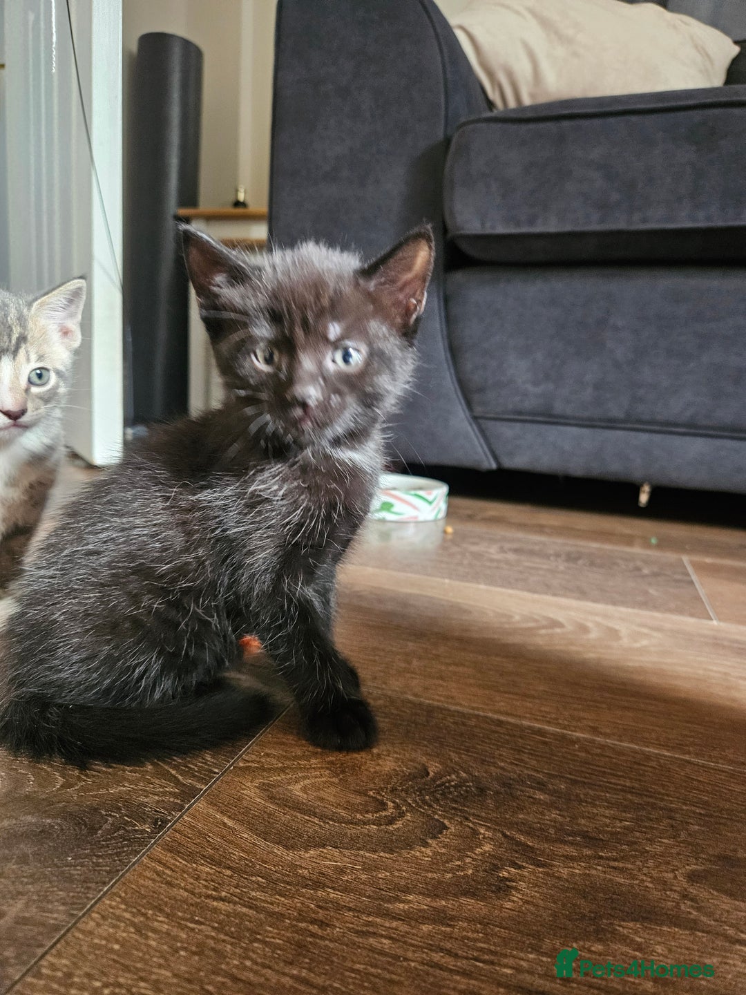 Mixed Breed cats for sale: 🐾 6 Adorable Kittens Looking for Loving Homes!  - Image 6