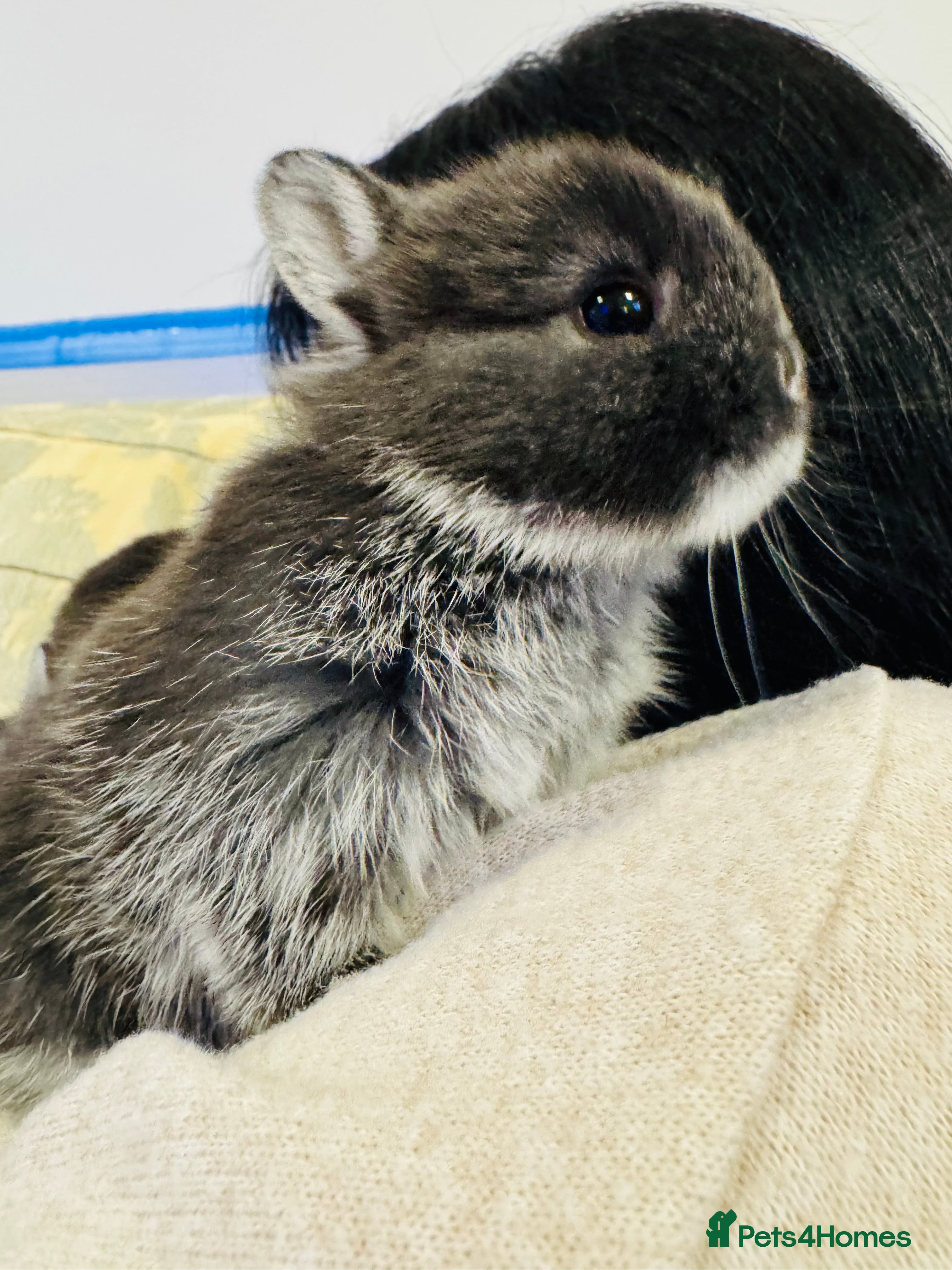 Netherland Dwarf rabbits “NewBorn 1stMar*BlueOtter NetherlandDwarf Bunnies  - Advert 18