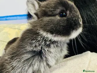 Netherland Dwarf rabbits “NewBorn 1stMar*BlueOtter NetherlandDwarf Bunnies - Advert 18