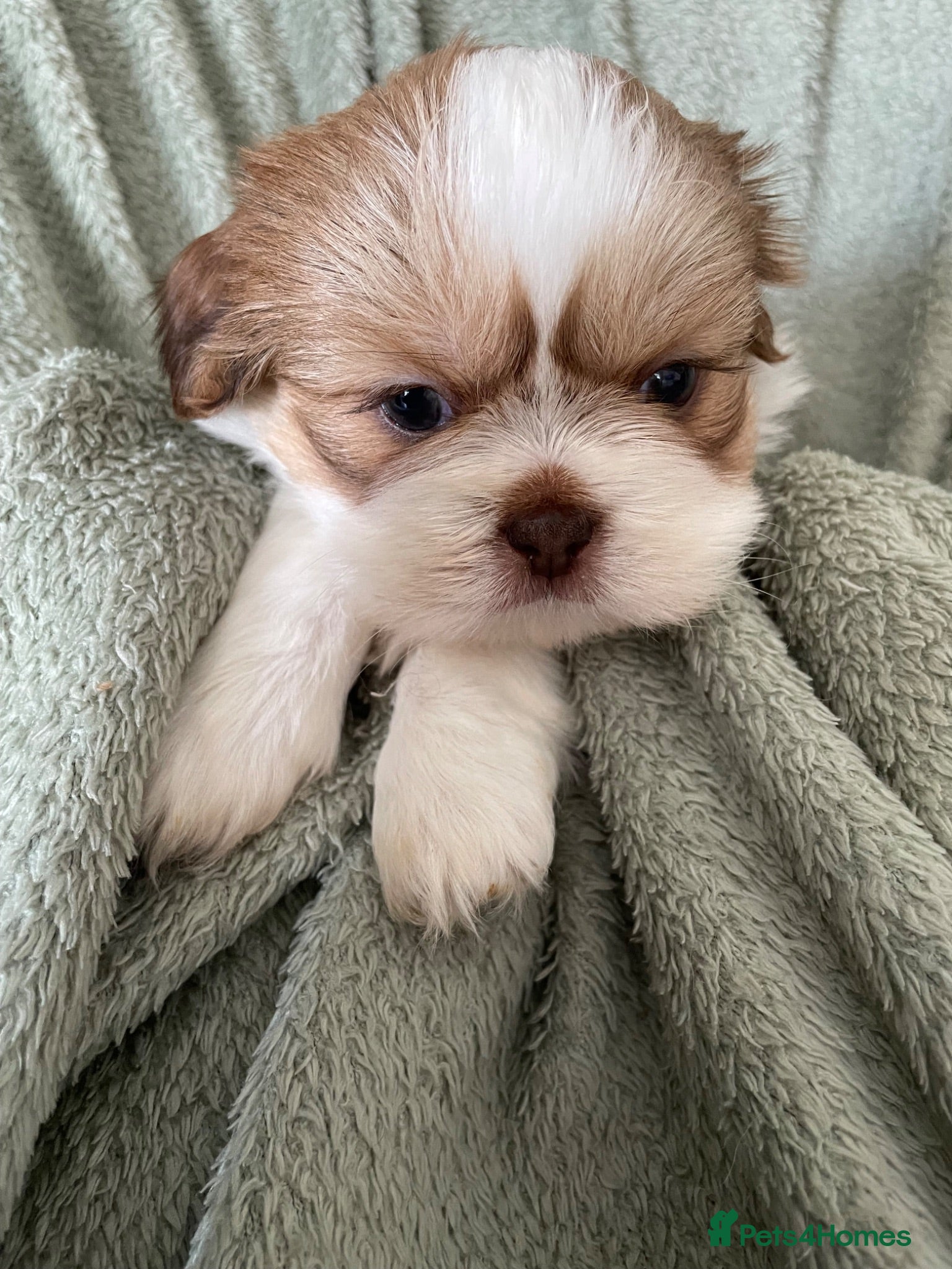 Shih Tzu dogs Imperial Shih Tzu Puppies  - Advert 2