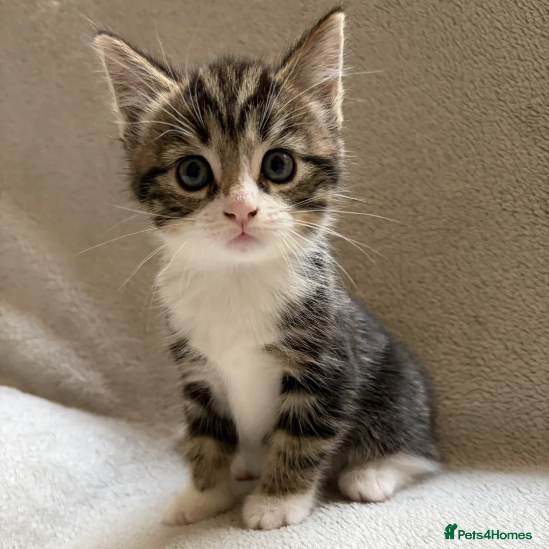 Mixed Breed cats for sale: Adorable Kittens Looking for Their Forever Home - Advert 36