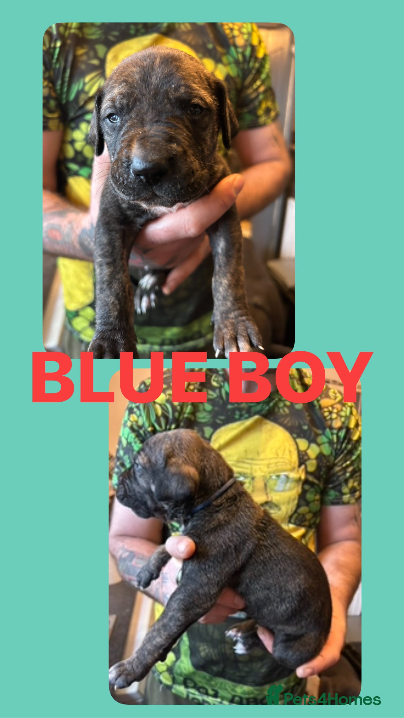 Mixed Breed dogs Daniff puppies. Great Dane/Mastiff - Advert 18