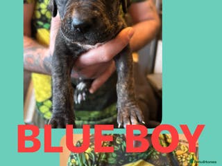 Mixed Breed dogs Daniff puppies. Great Dane/Mastiff - Advert 18