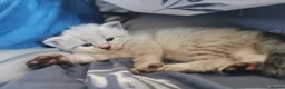Ragdoll cats for sale: 6 beautiful floofballs 1 flame 5 bluepoint   - Advert 14