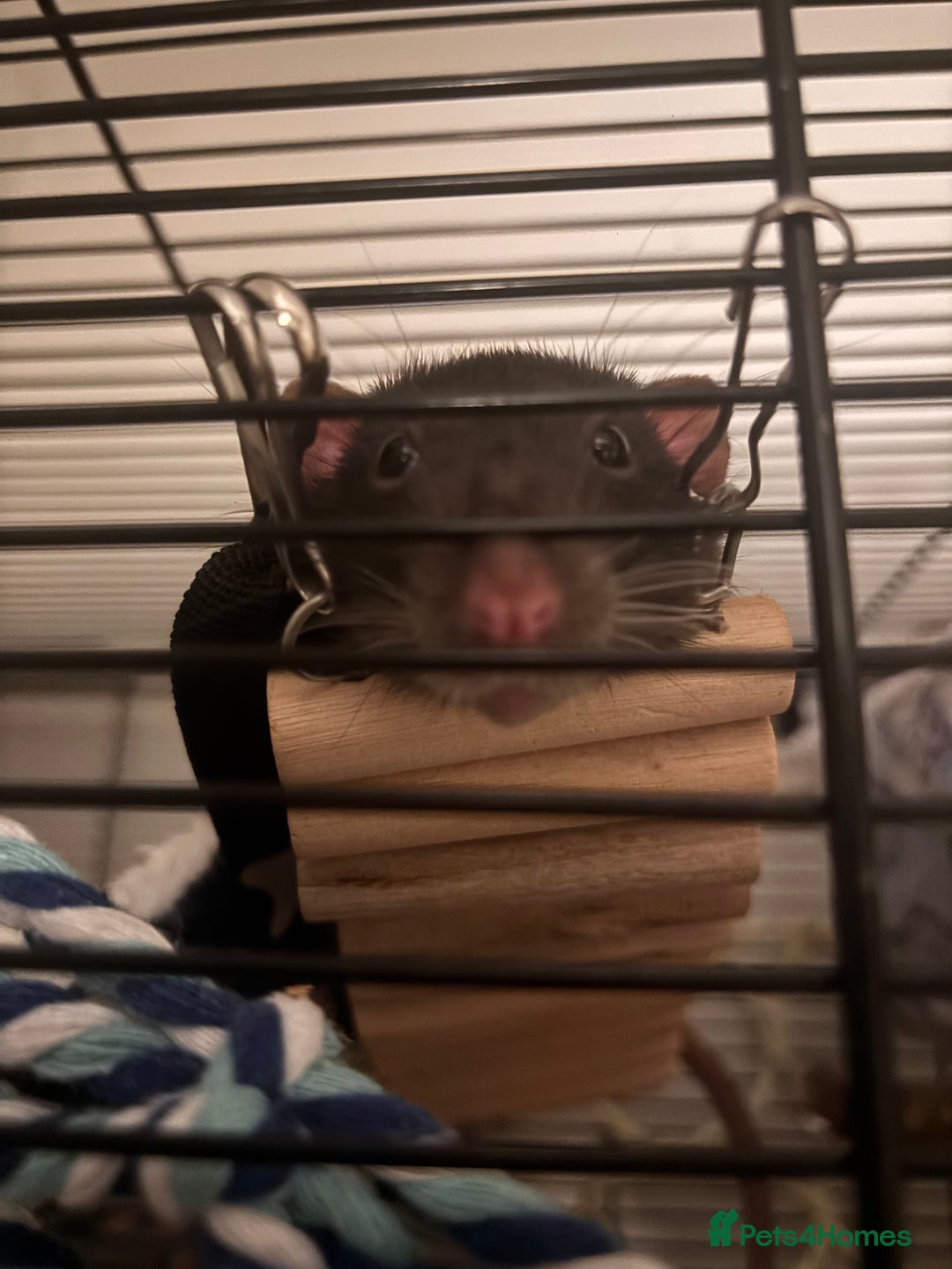 Rat rodents for sale: 2 Rats with setup - Advert 5