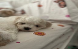 Mixed Breed dogs for sale: Maltese pups  in Stockton-on-Tees - Image 28