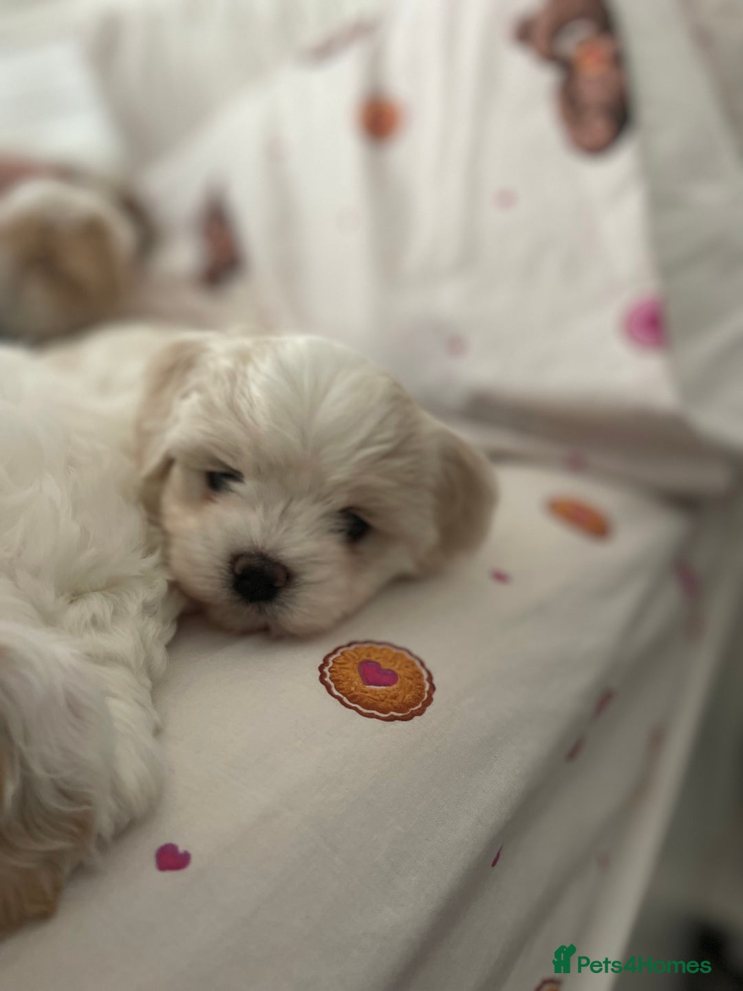 Mixed Breed dogs for sale: Maltese pups  in Stockton-on-Tees - Image 28